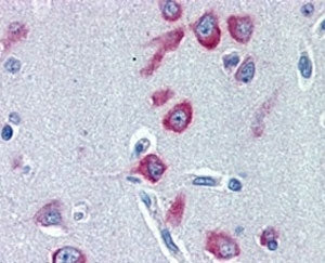 IHC testing of FFPE human cerebral cortex with PCK1 antibody at 2ug/ml. HIER: steamed with pH6 citra