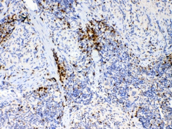 IHC testing of FFPE mouse spleen tissue with IL17A antibody at 1ug/ml. Required HIER: steam section 