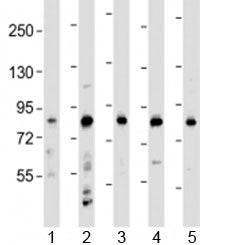Western blot testing of human 1) HeLa, 2) HL-60, 3) THP-1, 4) CCRF-CEM and 5) SH-SY5Y cell lysate wi