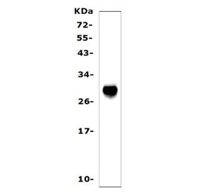 Western blot testing of mouse liver tissue lysate with SAP antibody. Predicted molecular weight ~25 