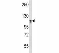 Dnmt3a Antibody