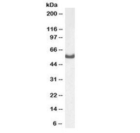 Dars Antibody / Aspartyl-tRNA synthetase