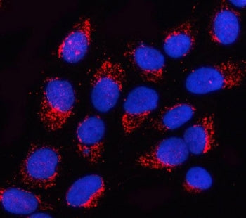 Immunofluorescent staining of FFPE human U-2 OS cells with OGDHL antibody (red) and DAPI nuclear sta