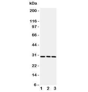 OX40 Antibody / CD134