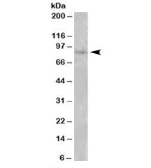 Western blot testing of human heart lysate with SETDB2 antibody at 0.1ug/ml. Predicted molecular wei