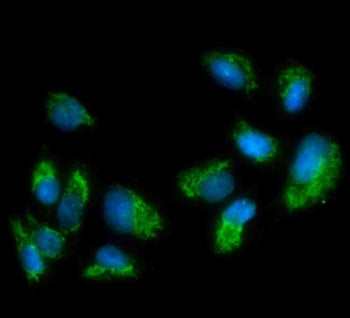 Immunofluorescent staining of FFPE human U-2 OS cells with MAOA antibody (green) at 5ug/ml and DAPI 