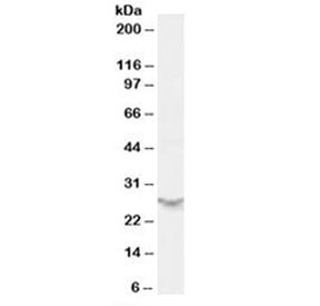 PSME2 Antibody