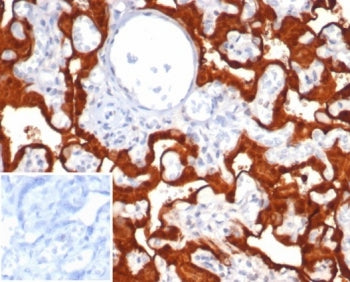 IHC staining of FFPE human placental tissue with Migration inducing gene 9 antibody (clone S100P/737