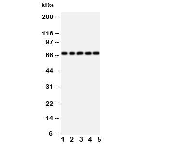 SHP2 Antibody