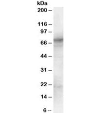 SYK Antibody