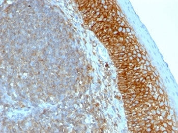 CD44 Antibody / HCAM