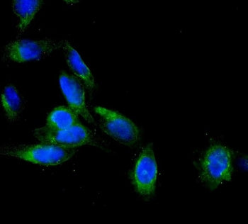 Immunofluorescent staining of FFPE human U-2 OS cells with AEBP2 antibody (green) and DAPI nuclear s