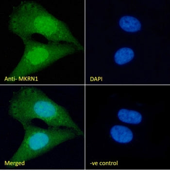 IF/ICC staining of fixed and permeabilized human U-2 OS cells with MKRN1 antibody (green) at 10ug/ml