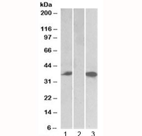 Chymase Antibody