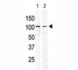 c-Kit Antibody (CD117)