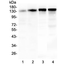 SRCIN1 Antibody