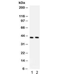 STING Antibody / TMEM173