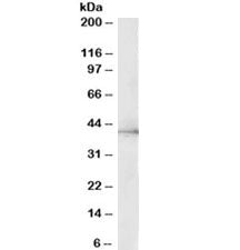 Western blot testing of HepG2 lysate with ERK2 antibody at 0.5ug/ml. Predicted molecular weight ~41k
