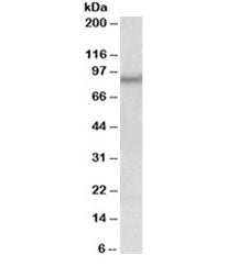NPAS4 Antibody