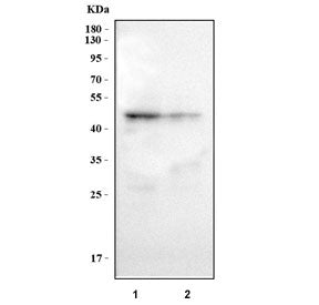 Caspase-1 Antibody