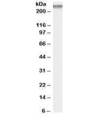 COL7A1 Antibody
