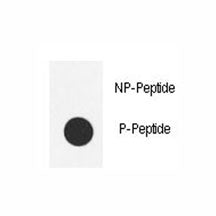 Dot blot analysis of phospho-Src antibody. 50ng of phos-peptide or nonphos-peptide per dot were spot