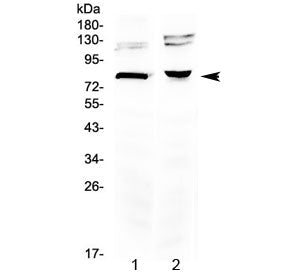 Western blot testing of 1) rat brain and 2) mouse brain lysate with DVL3 antibody at 0.5ug/ml. Predi