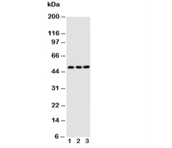 CXCR4 Antibody