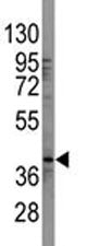 SOX-2 Antibody