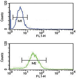 Flow cytometry testing of human HL60 cells with CFL1 antibody; Blue=isotype control, Green= CFL1 ant