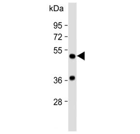 DOPA Decarboxylase Antibody / AADC / DDC