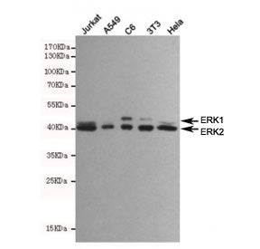 ERK1/2 Antibody