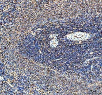 Rat Il-10 Antibody