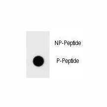Phospho-BAD Antibody (pS134)