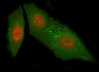 NUB1 Antibody / NEDD8 ultimate buster 1 / NYREN18