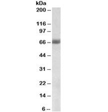NRF2 Antibody