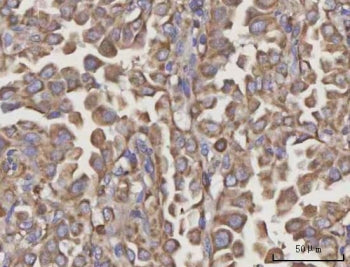 NDUFA4 Antibody