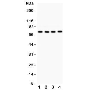 PKC alpha Antibody