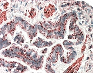 IHC staining of FFPE human lung with MOB2 antibody at 5ug/ml. HIER: steamed with pH6 citrate buffer,