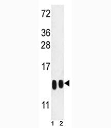 Histone H4 Antibody