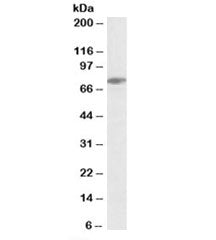 SLP76 Antibody
