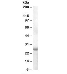 APOBEC2 Antibody