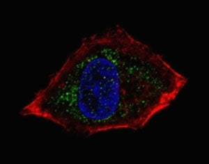 NeuroD1 Antibody