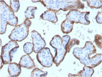 Placental Alkaline Phosphatase Antibody / ALPP