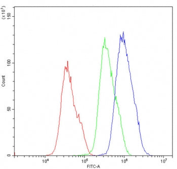 AMPK beta 2 Antibody / PRKAB2