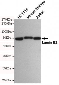 Lamin B2 Antibody