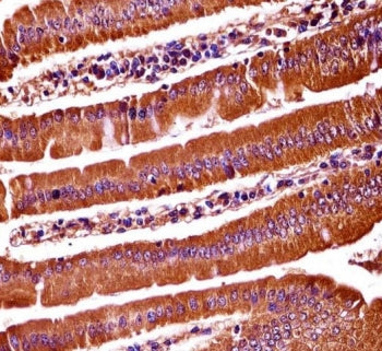 OXSR1 Antibody