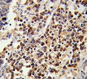 U2AF1 Antibody / U2AF35