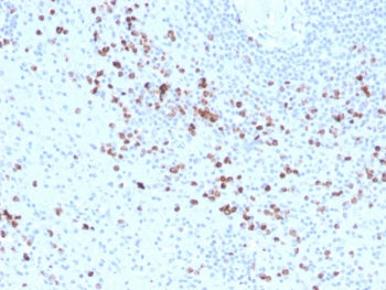 IHC staining of FFPE human spleen with biotinylated Granzyme B antibody (clone GZMB/3014). HIER: boi