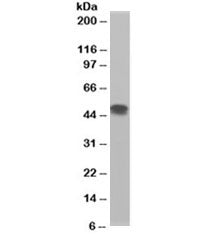 Flotillin 1 Antibody